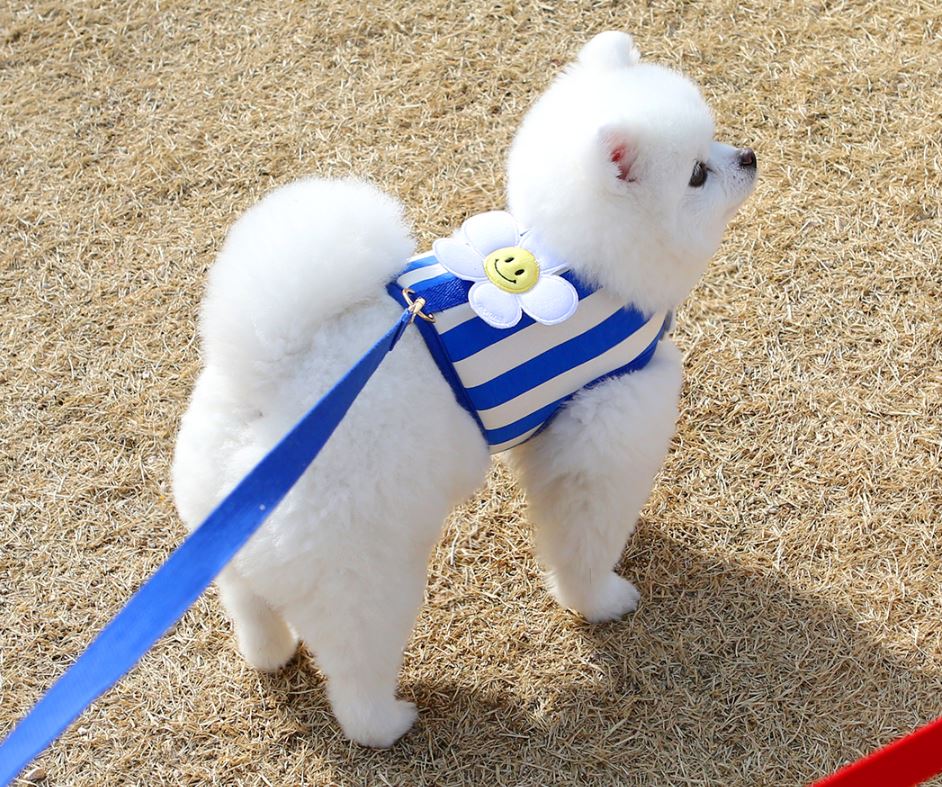 韓國itsdog – 微笑雛菊外出束衫(藍色)♡寵物生活用品